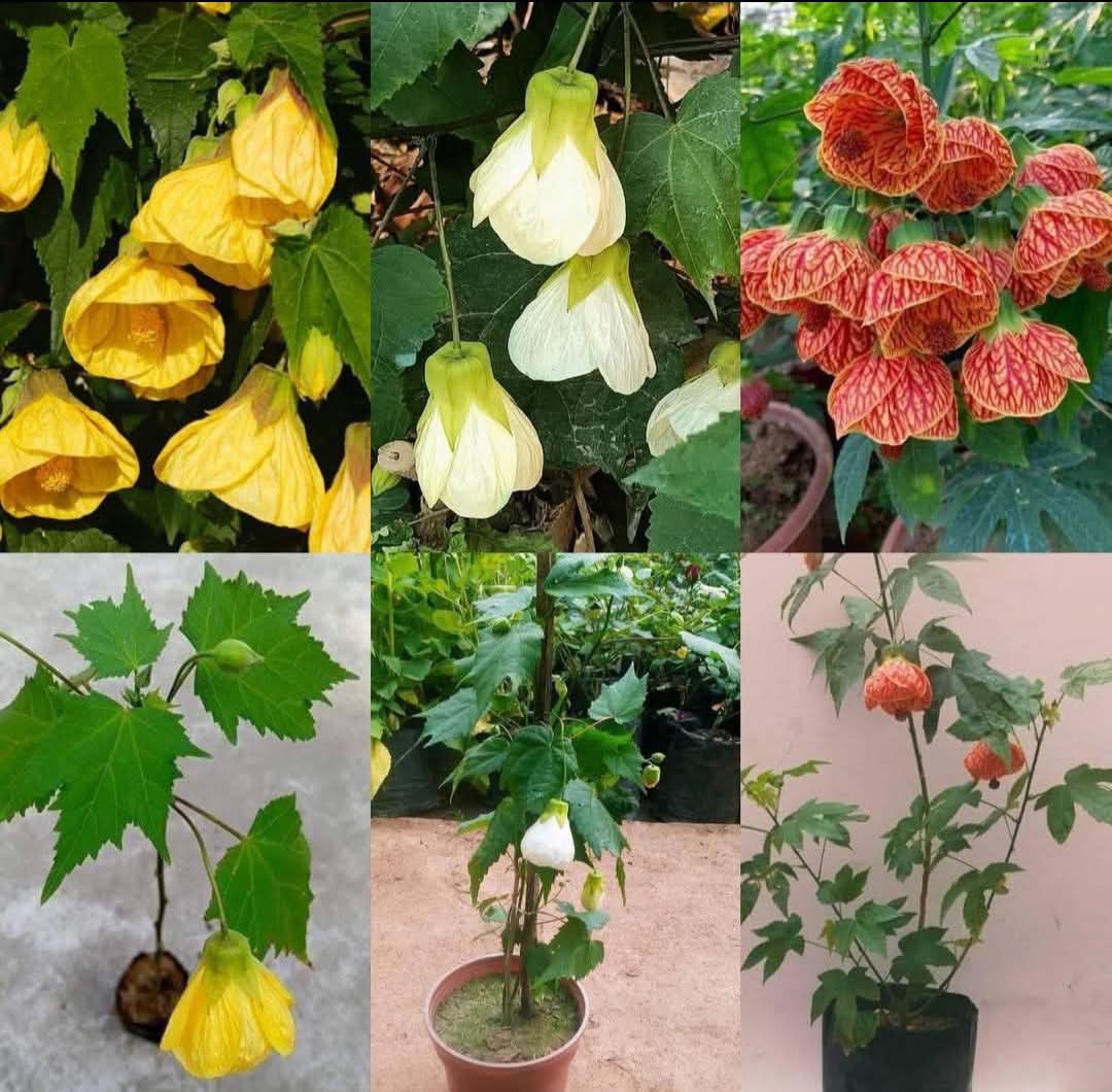 Abutilon – Lantern Hibiscus (Pack of 3)