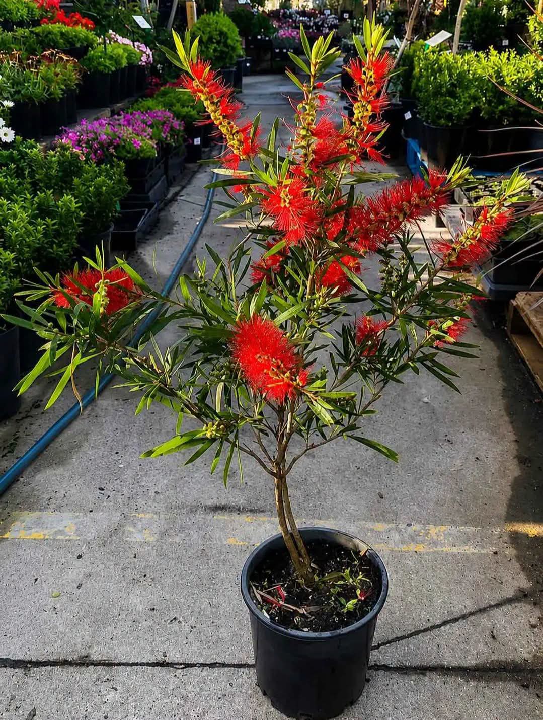 Bottle Brush