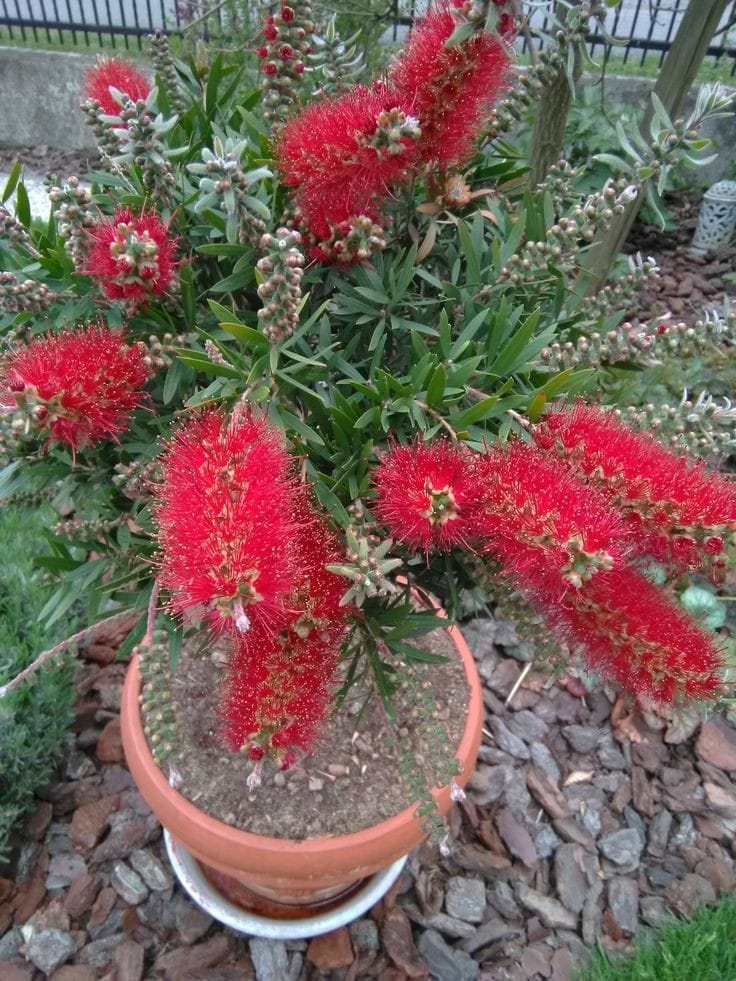 Bottle Brush