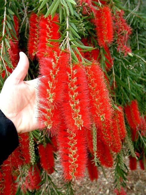 Bottle Brush