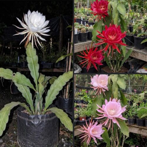 Brahma Kamal (Pack of 3)
