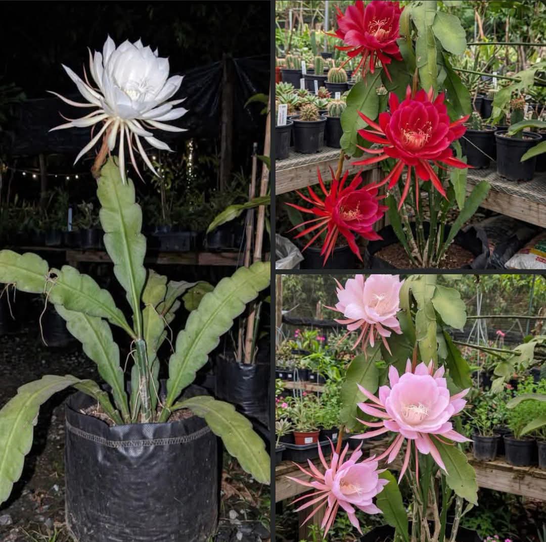 Brahma Kamal (Pack of 3)