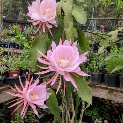 Brahma Kamal Pink