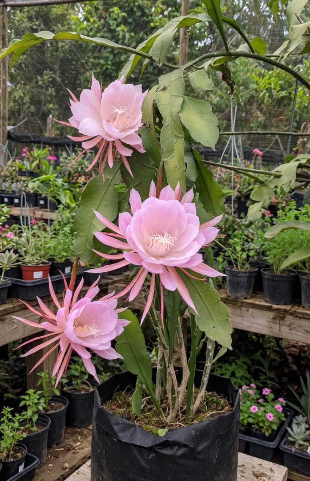 Brahma Kamal Pink