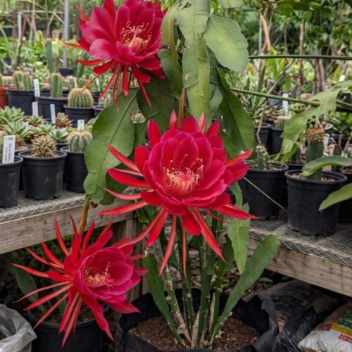 Brahma Kamal Red