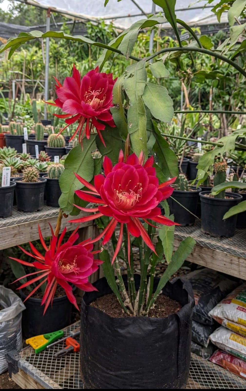 Brahma Kamal Red