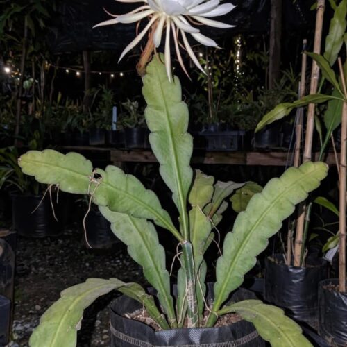 Brahma Kamal White