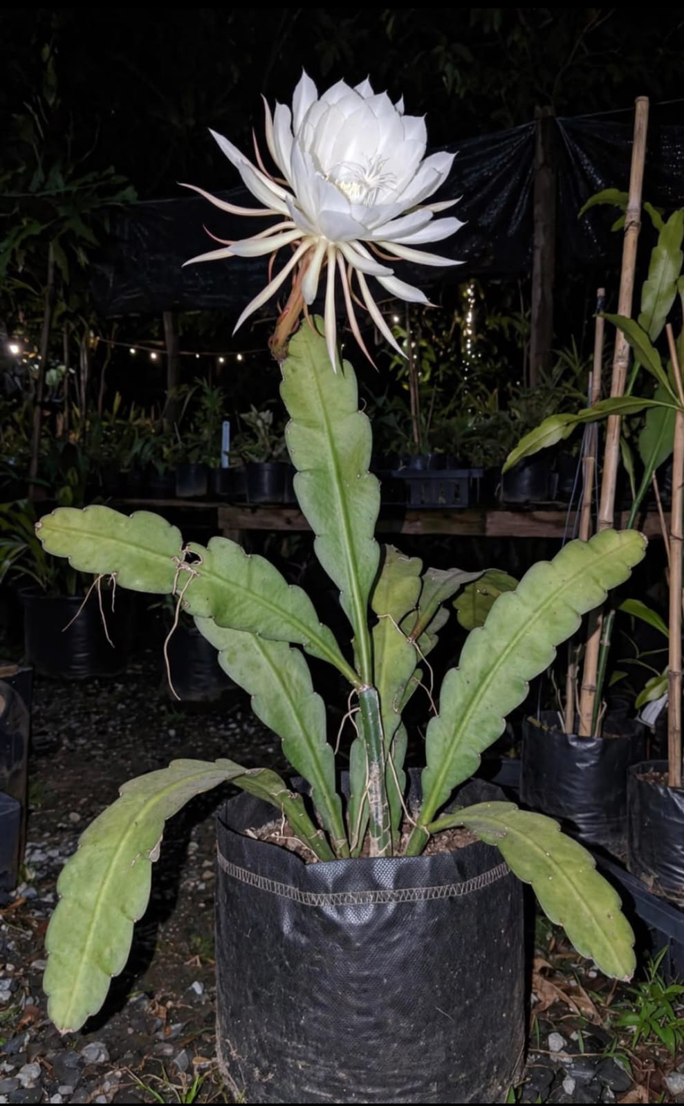 Brahma Kamal White