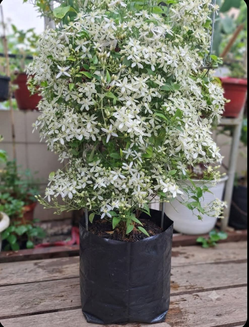 Bridal Bouquet