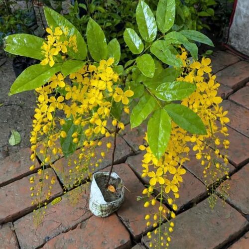 Cassia Fistula