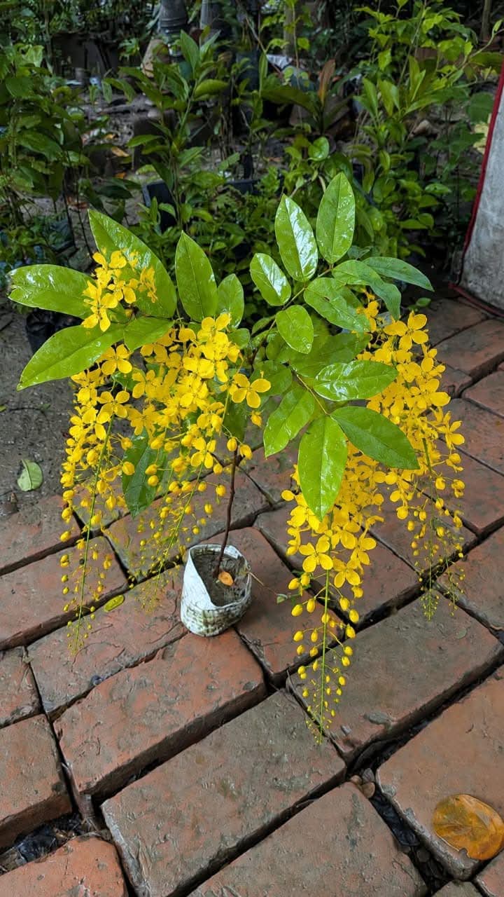 Cassia Fistula