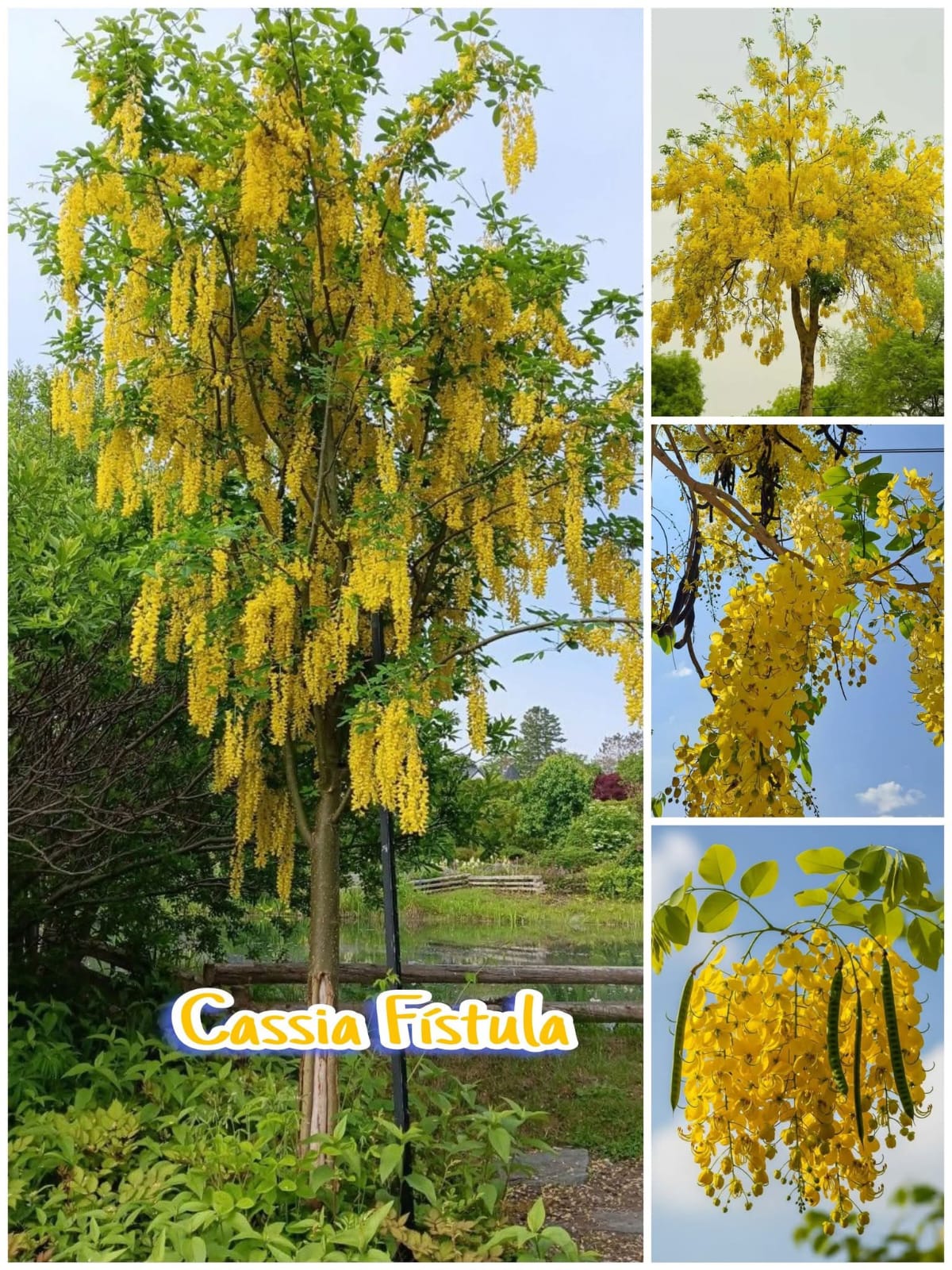 Cassia Fistula