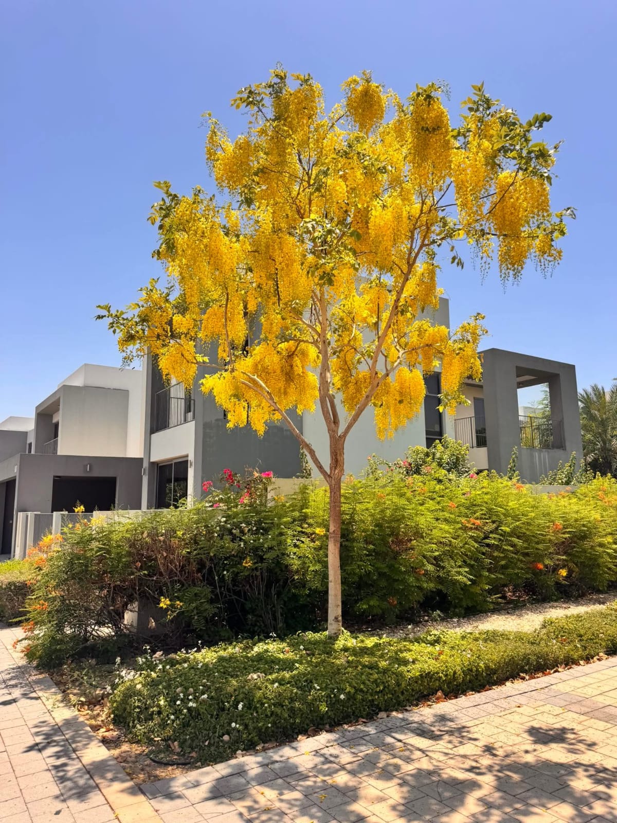 Cassia Fistula