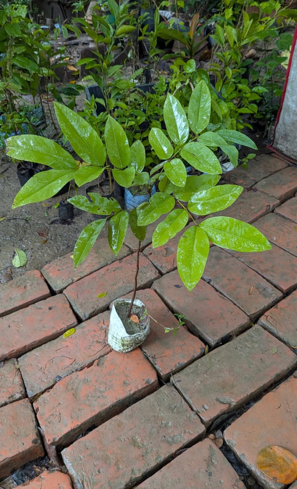 Cassia Fistula