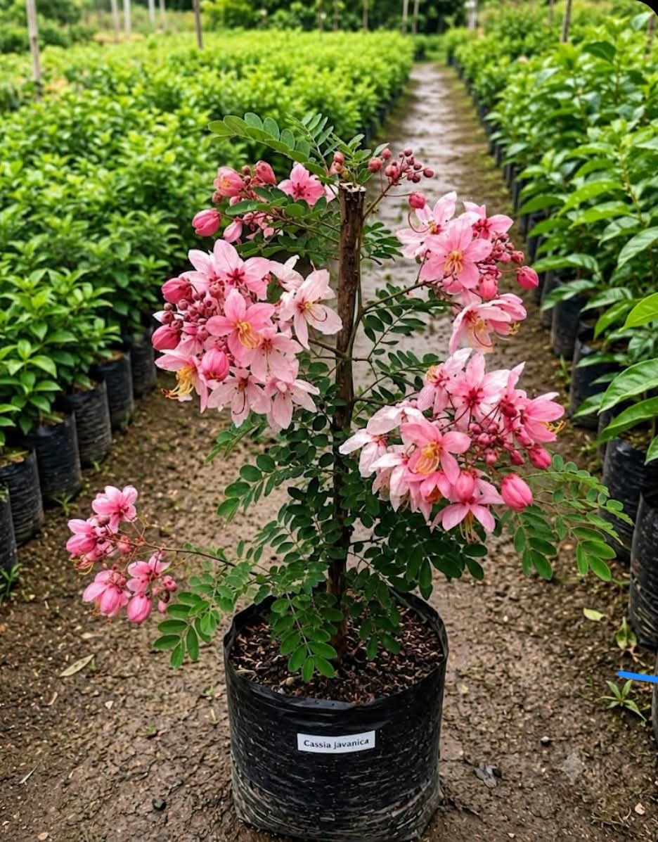 Cassia Javanica