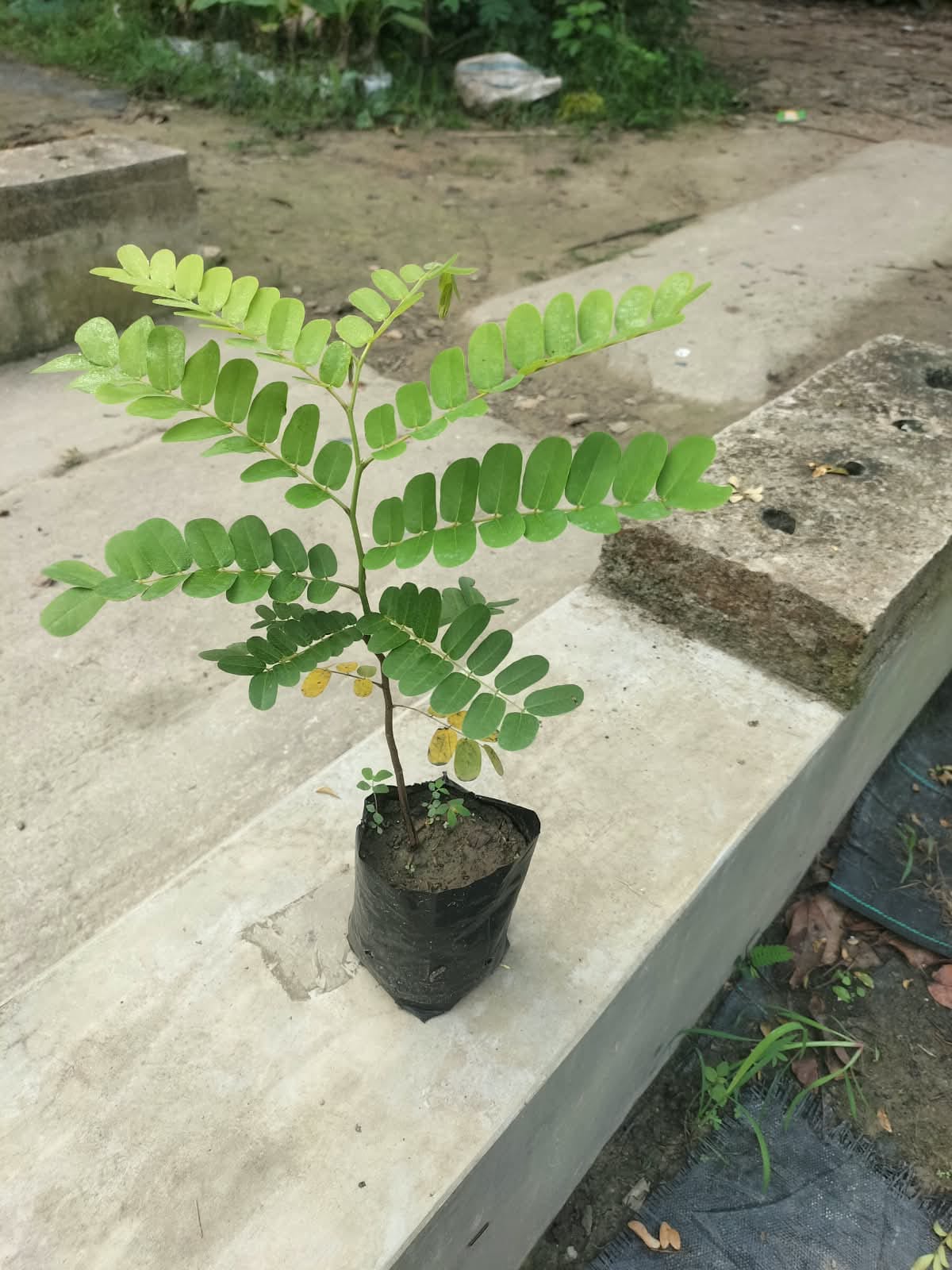 Cassia Javanica
