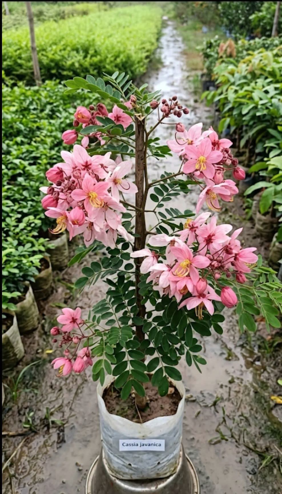 Cassia Javanica