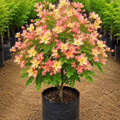Cassia Rainbow