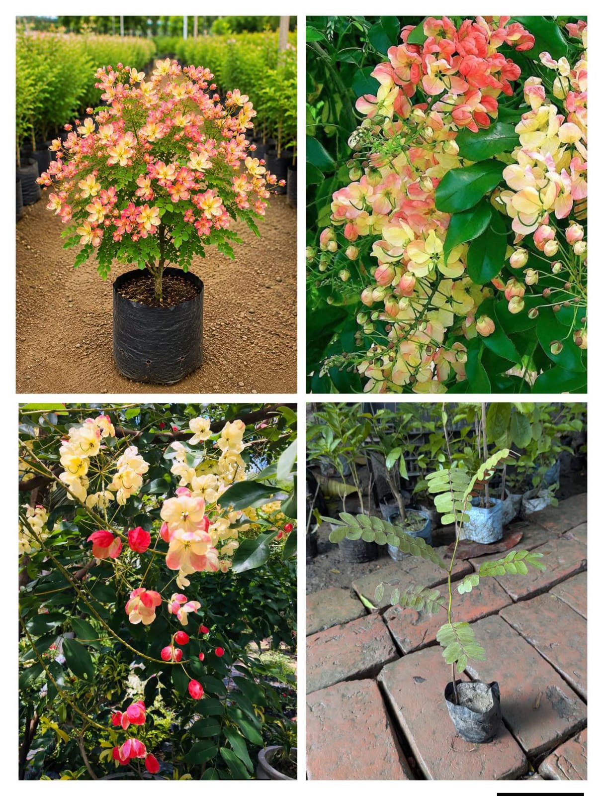 Cassia Rainbow