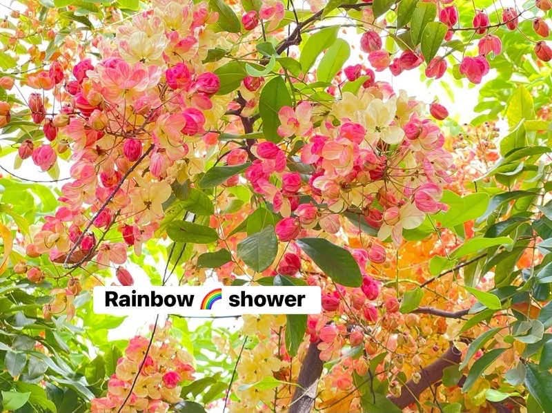 Cassia Rainbow