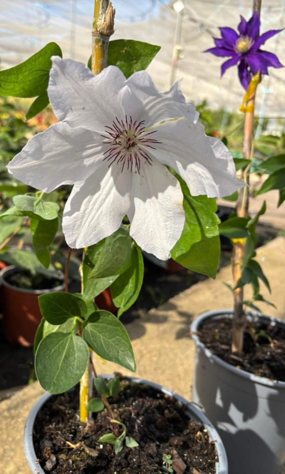 Clematis