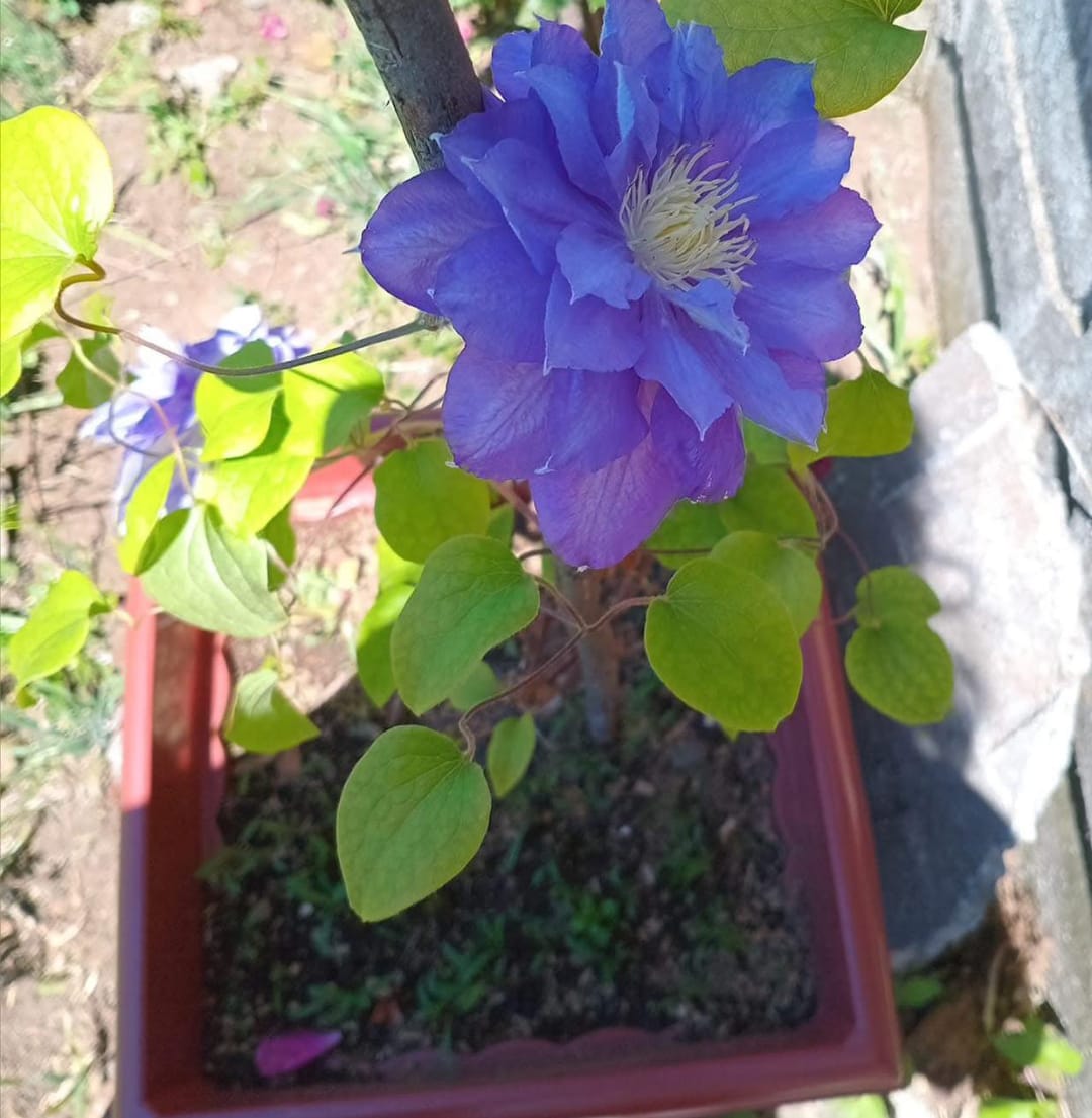 Clematis