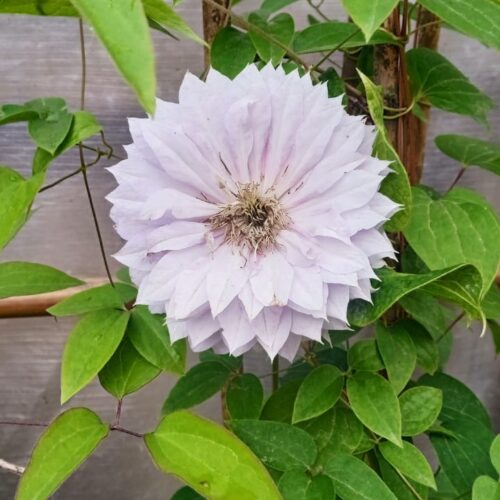 Clematis