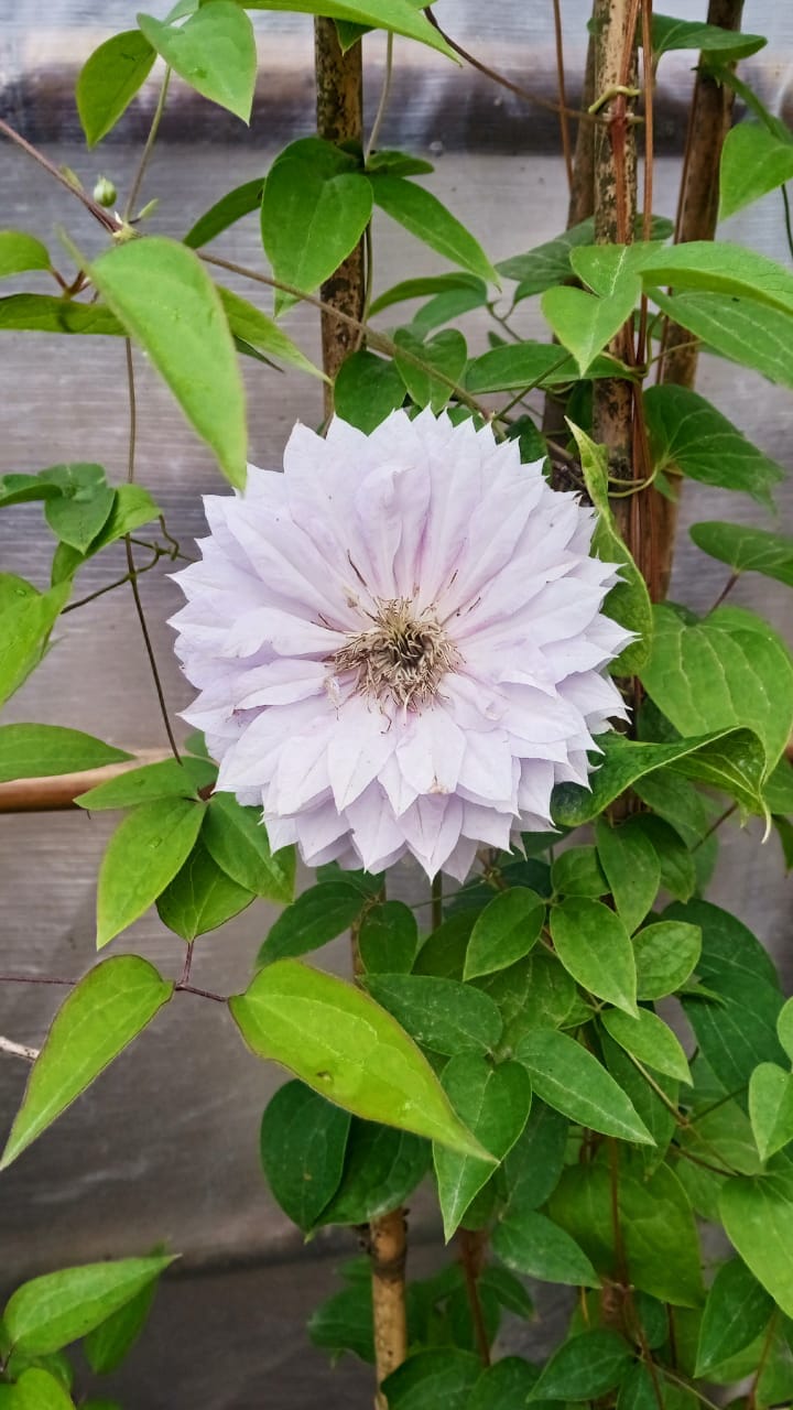 Clematis