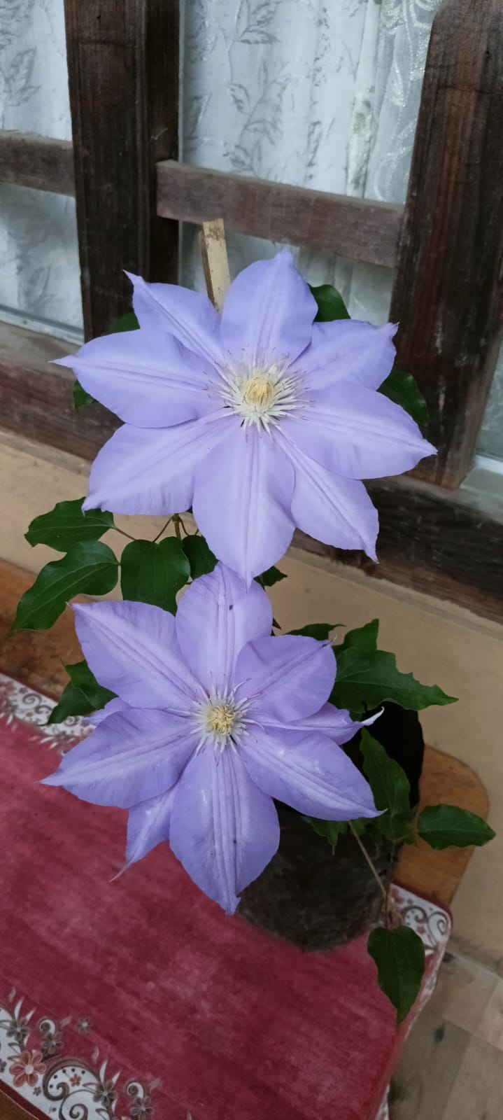 Clematis