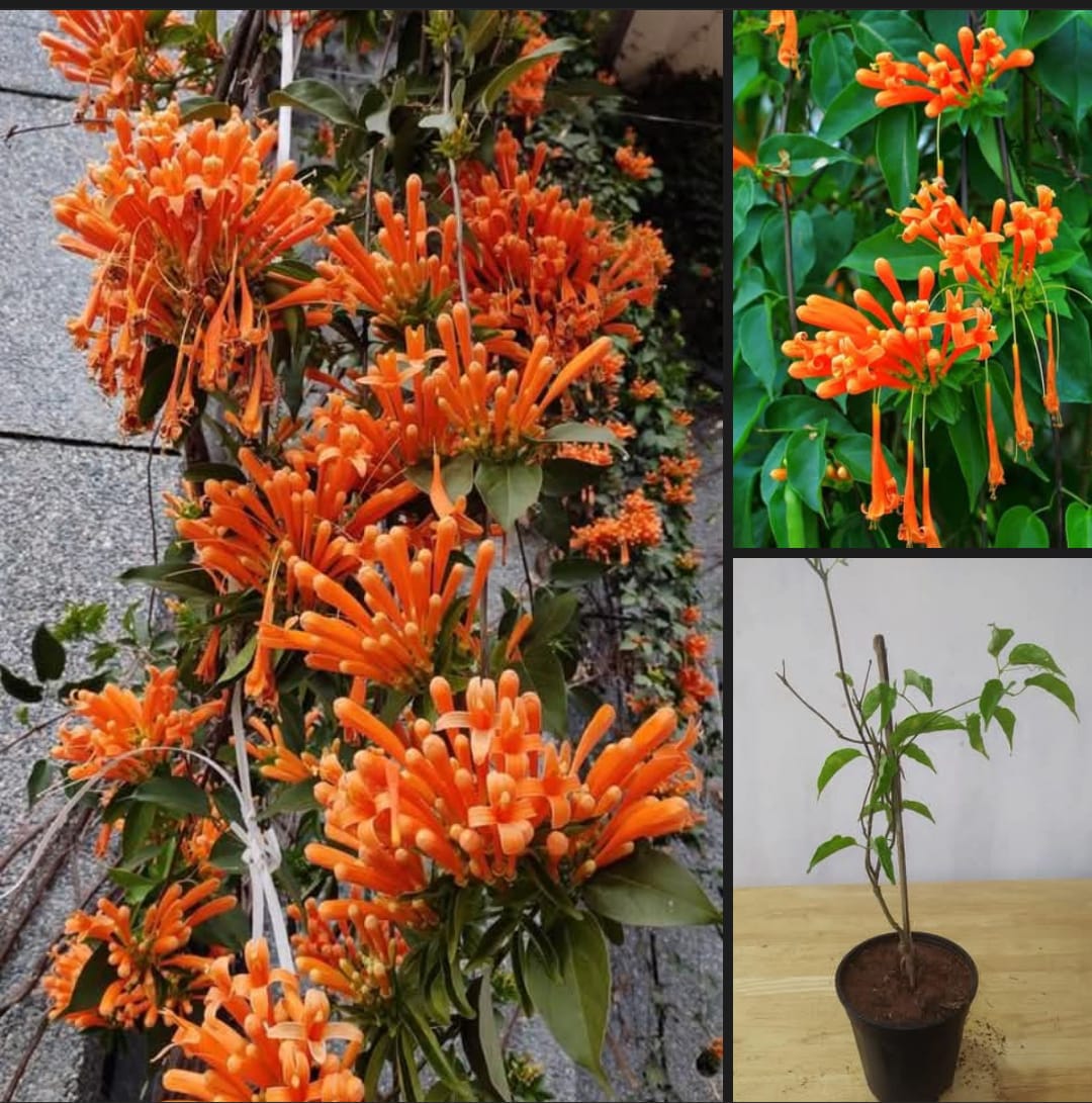Flaming Trumpet Vine