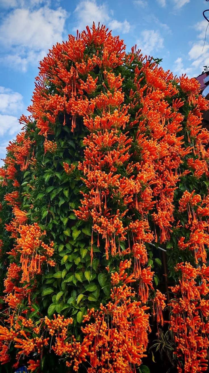 Flaming Trumpet Vine
