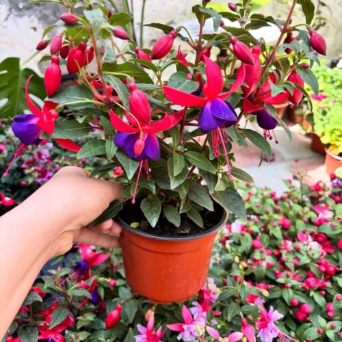 Fuchsia
