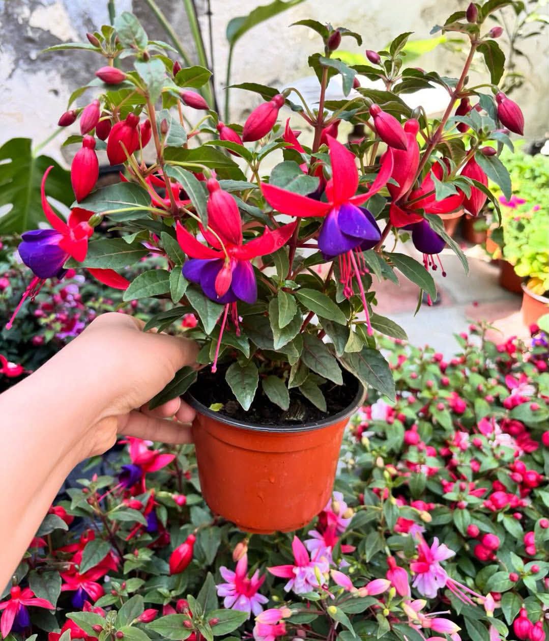 Fuchsia