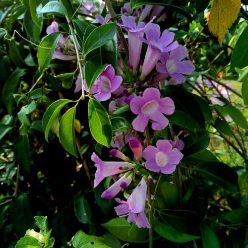 Garlic Vine