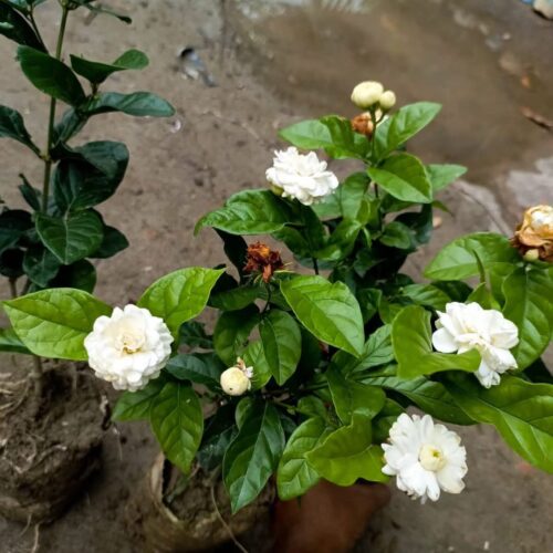 Grand Duke of Tuscany Jasmine