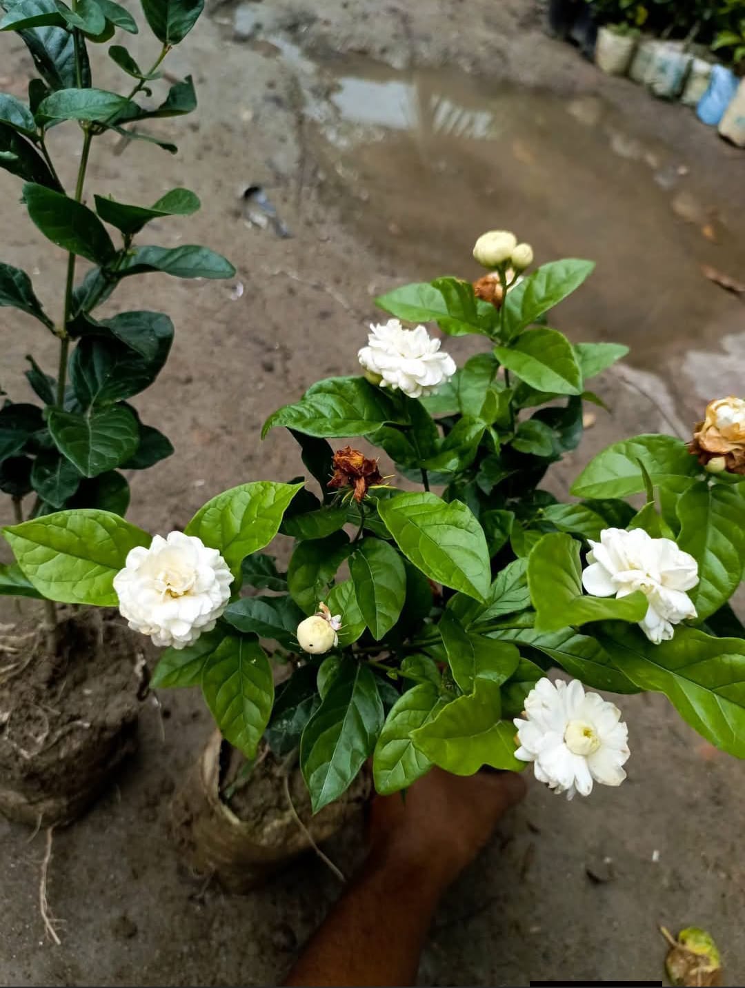 Grand Duke of Tuscany Jasmine