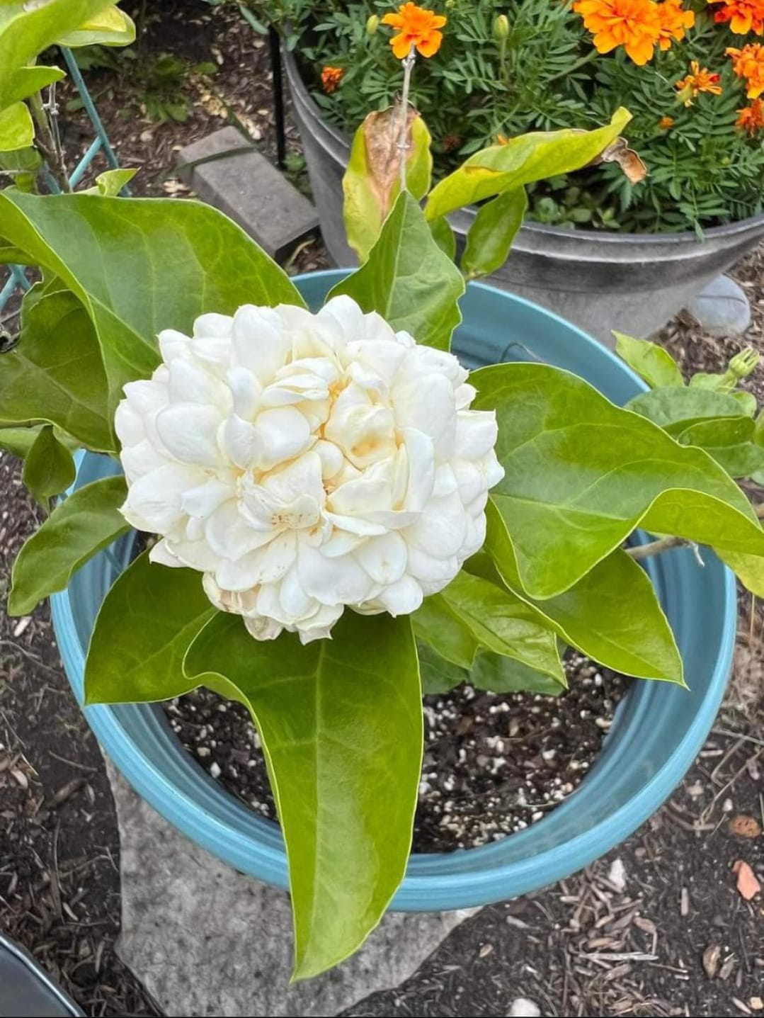 Grand Duke of Tuscany Jasmine
