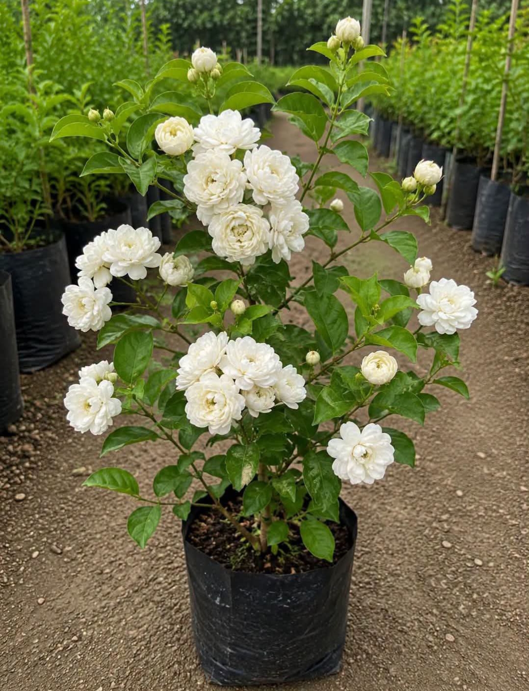 Grand Duke of Tuscany Jasmine