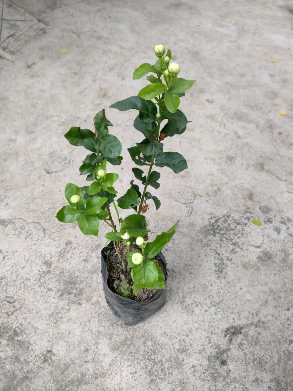 Grand Duke of Tuscany Jasmine