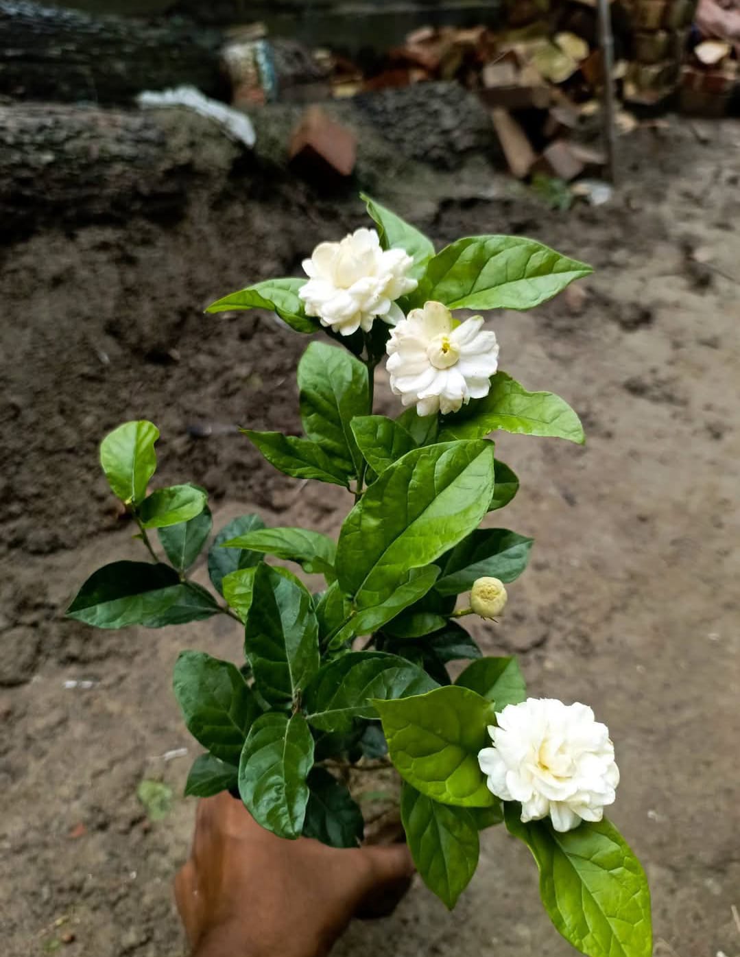 Grand Duke of Tuscany Jasmine