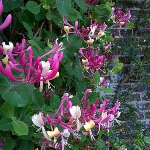 Honeysuckle
