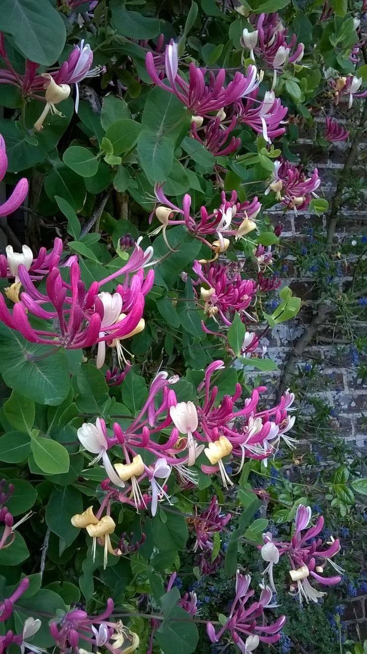 Honeysuckle