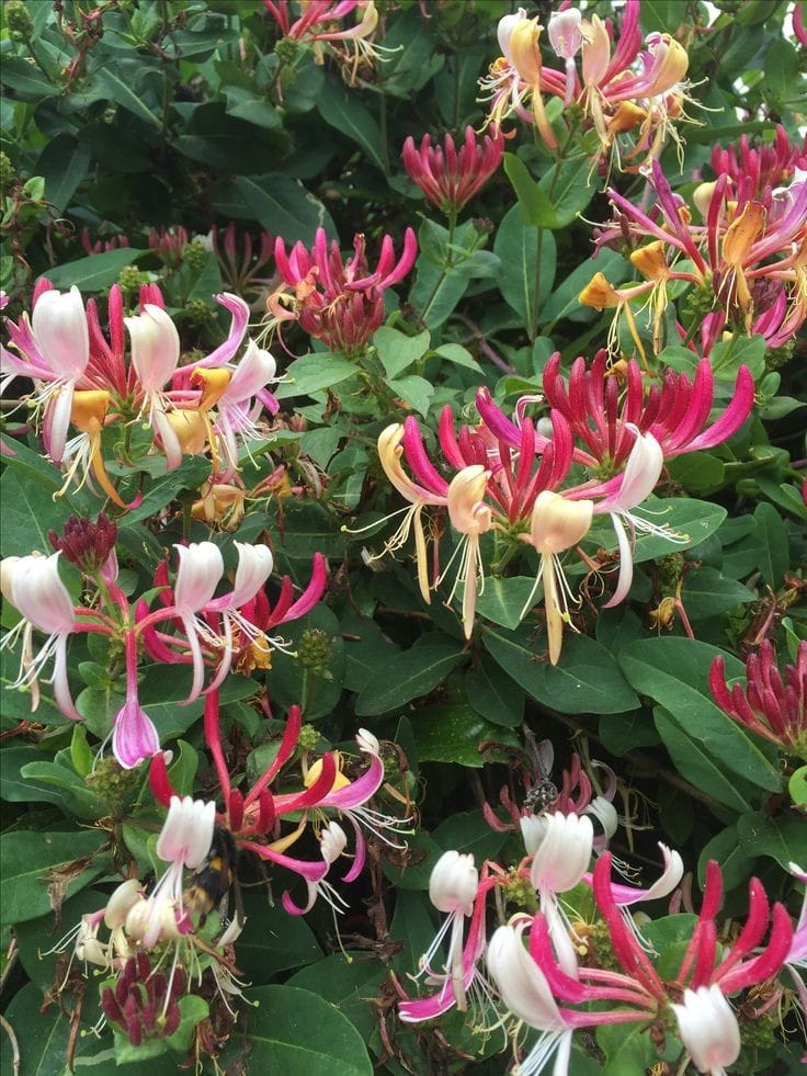 Honeysuckle