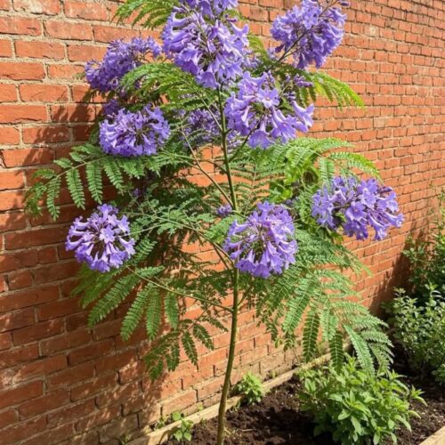 Jacaranda Tree