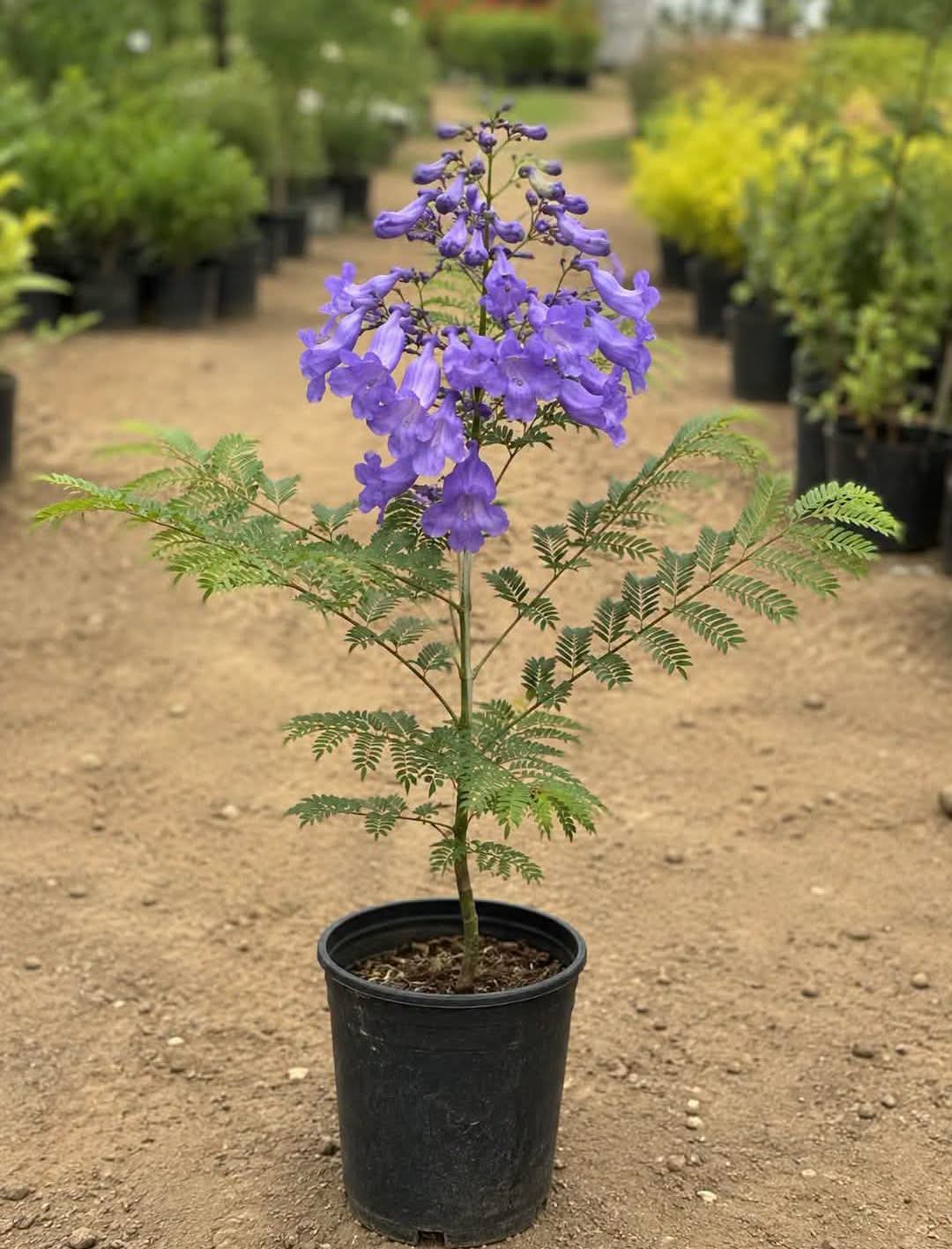 Jacaranda Tree