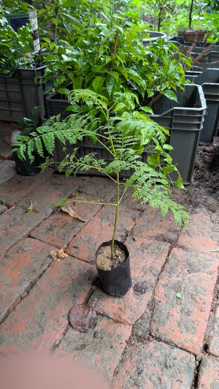 Jacaranda Tree