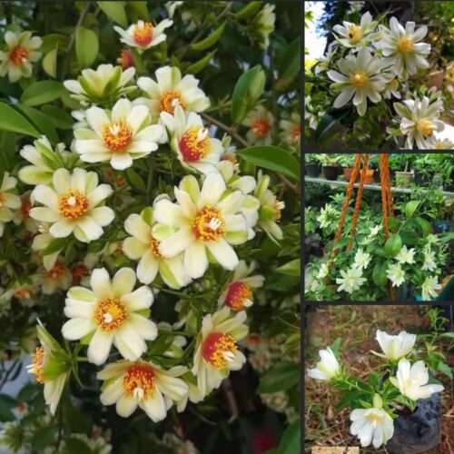 Lemon Vine