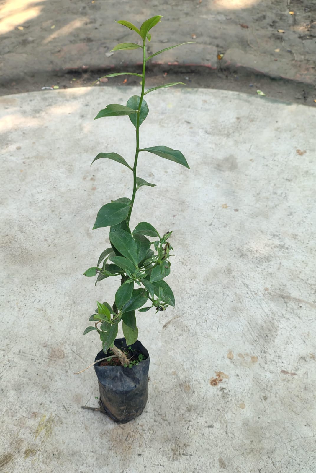 Lemon Vine