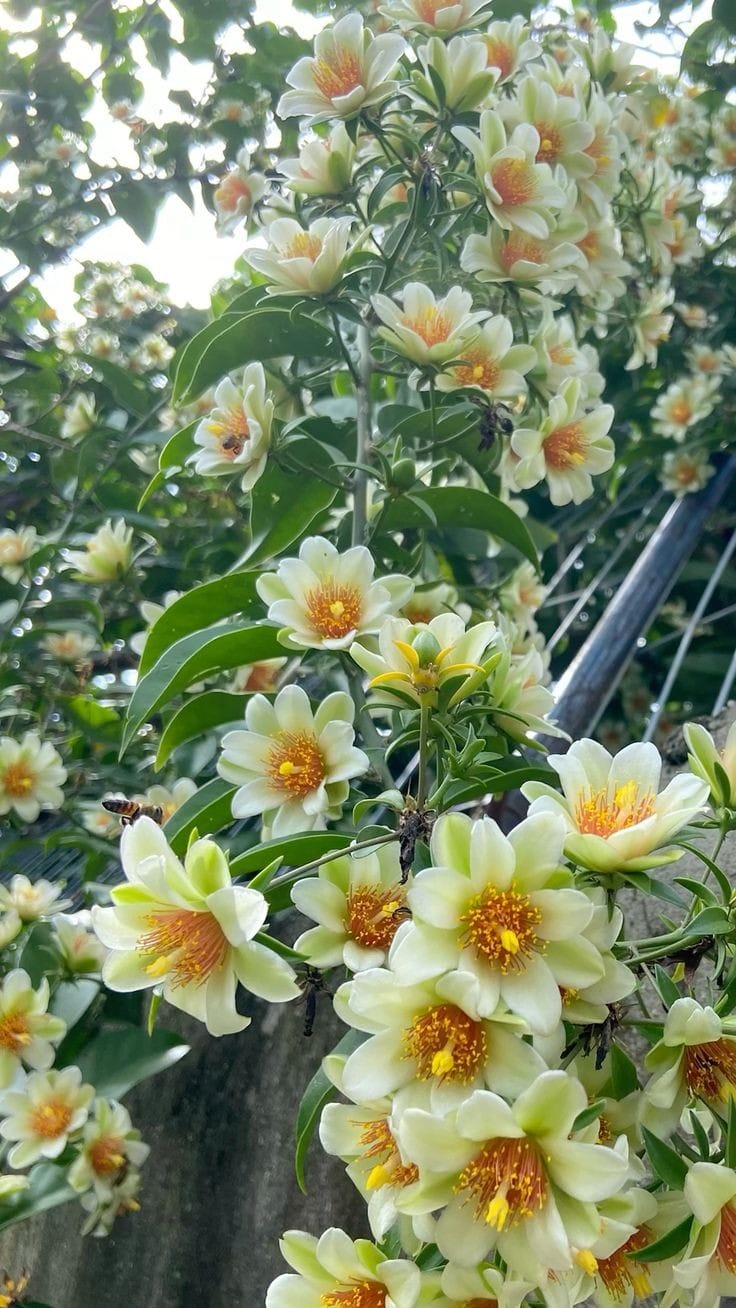 Lemon Vine