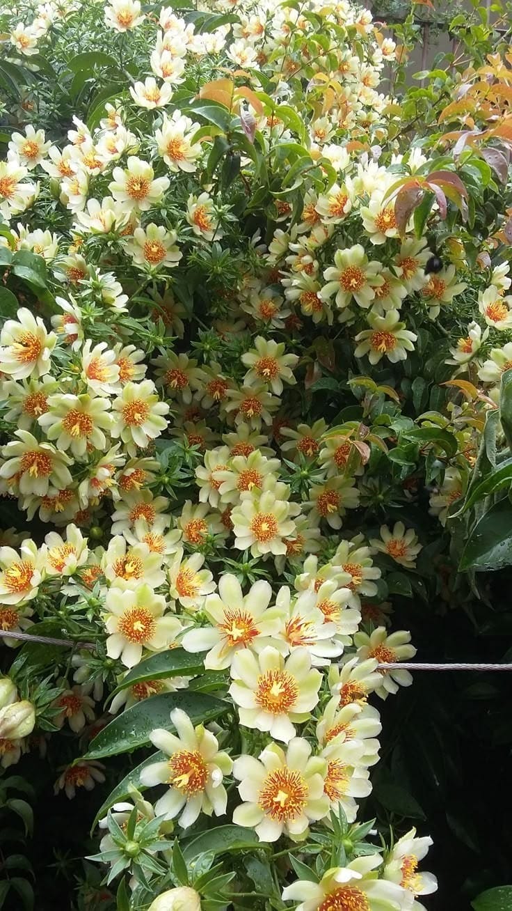 Lemon Vine